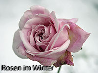 Rosen im Winter